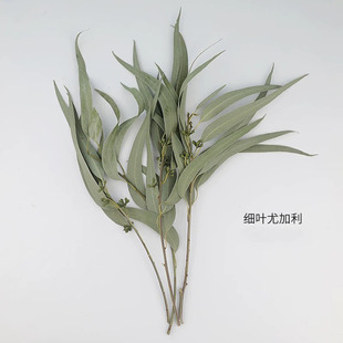 永生花天然干花细叶尤加利桉树叶小米叶果插花瓶花束材料拍摄道具