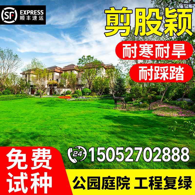 进口剪股颖草籽多年生四季常青耐寒耐旱免修剪匍匐剪股颖草坪种子