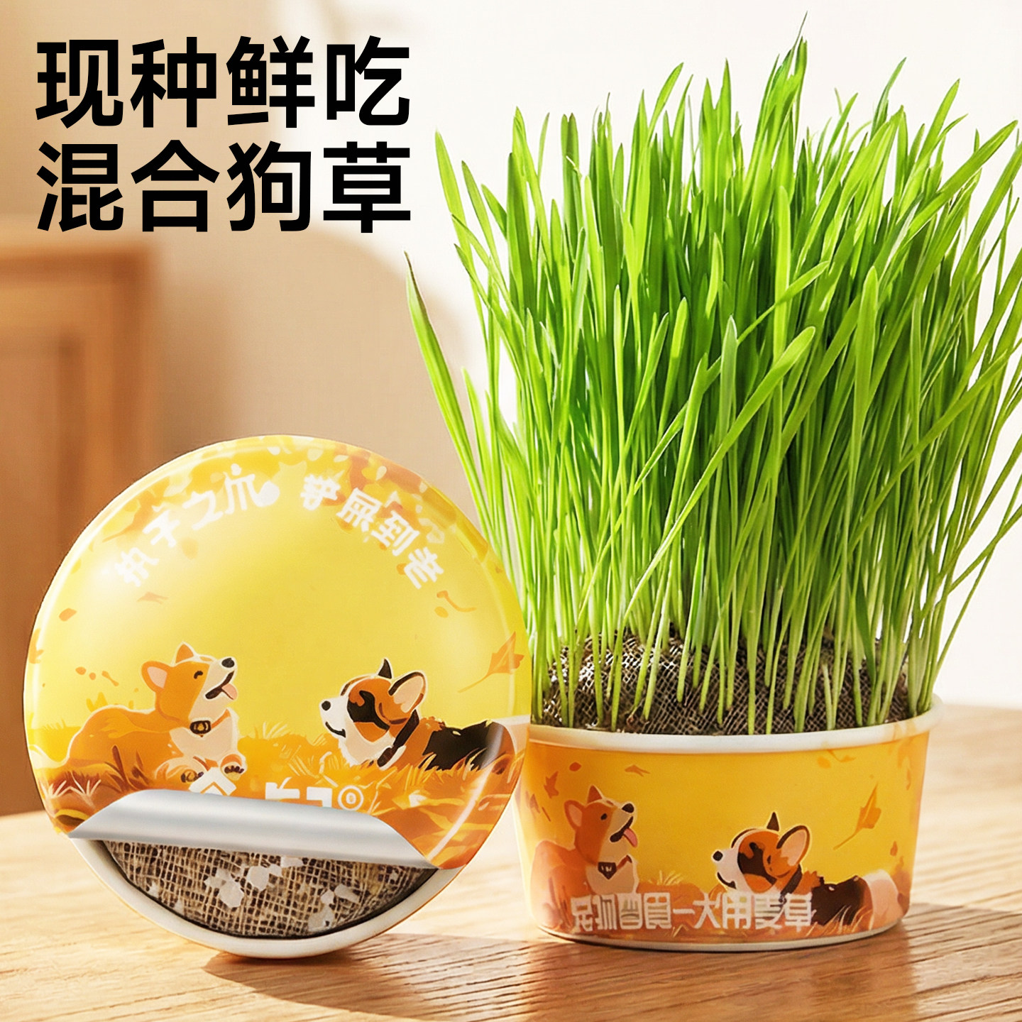 狗草犬用小麦草泰迪狗专用宠物爱吃的盆栽种子新鲜食用懒人狗零食