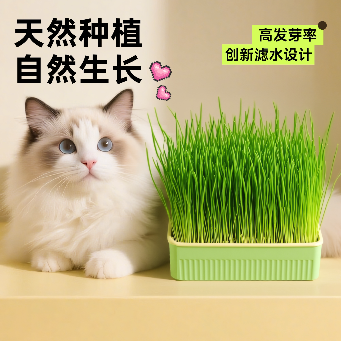猫草盆栽水培盆懒人猫草猫咪化毛草种植新鲜排毛救星俘获毛球克星图片