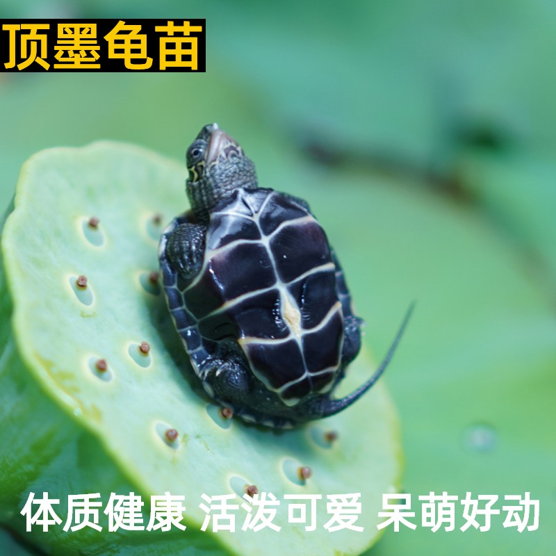 中华草龟好养宠物小乌龟