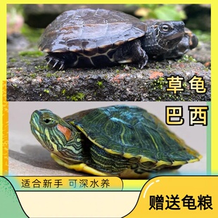 乌龟活物大巴西龟中华草龟活体宠物长寿观赏龟小彩龟包活送龟粮