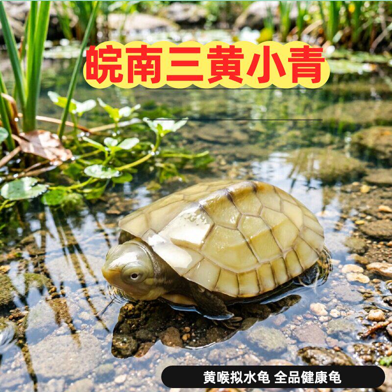 纯种小青龟皖南三黄北石金钱龟苗黄喉拟水龟小乌龟活体宠物观赏龟