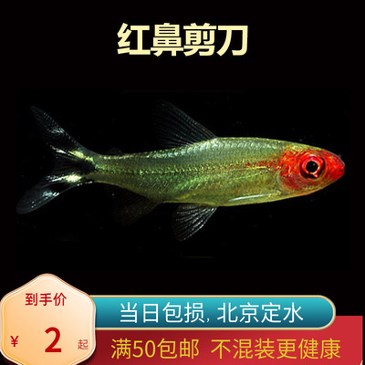 红鼻剪刀群游灯鱼北京发货