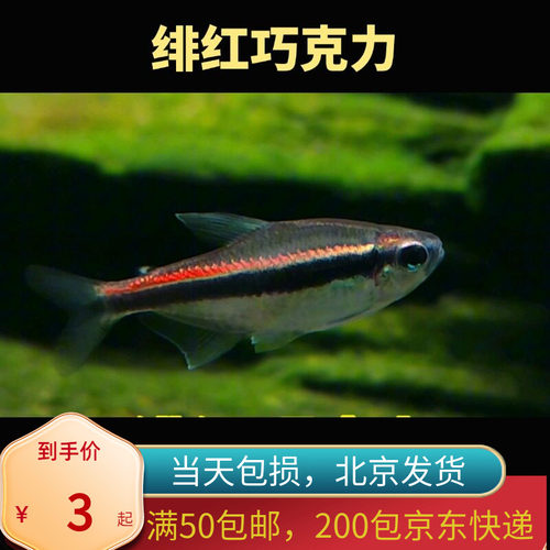 绯红巧克力灯鱼霓虹高端稀有品种热带观赏鱼小型灯科水草缸北京