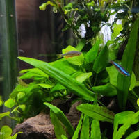The fiery golden diamond-winged lanternfish is a small grass tank ornamental fish in Beijing. It is a freshwater novice and can be easily raised. It is a tropical fish that swims in South America thumbnail 5