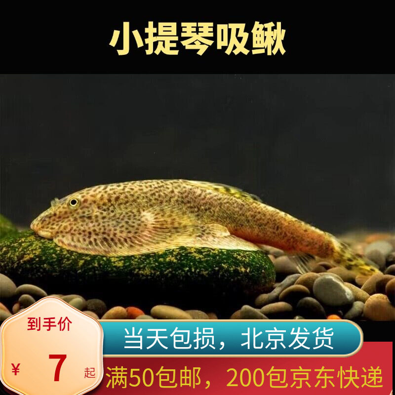 小提琴清道夫鱼贵州爬岩鳅琵琶鼠北京除绿藻草缸冷水工具鱼包邮