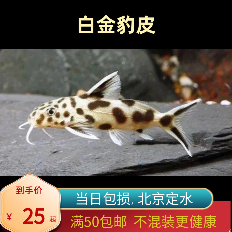 白金豹皮鱼南美鲤科冷水工具底层热带鱼原生鱼小型活体北京观赏鱼
