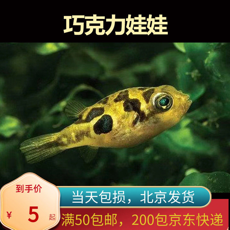 巧克力娃娃除螺河豚入门草缸淡水鱼