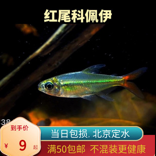 红尾科佩依翠绿南美鱼科配衣稀有高端灯科鱼草缸群游霓虹灯鱼北京