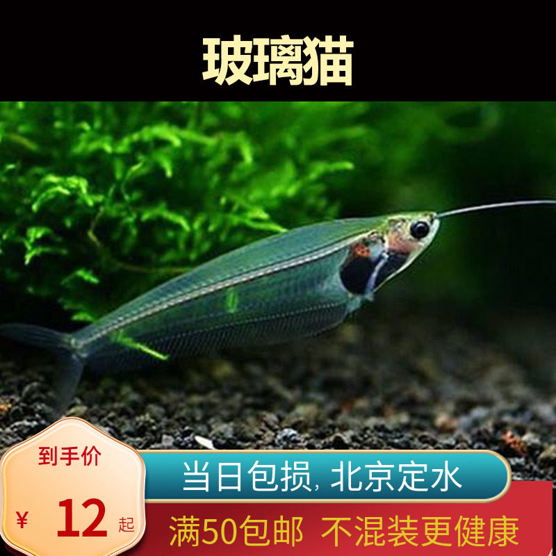 玻璃猫北京小型草缸观赏鱼淡水新手耐养热带鱼群游南美