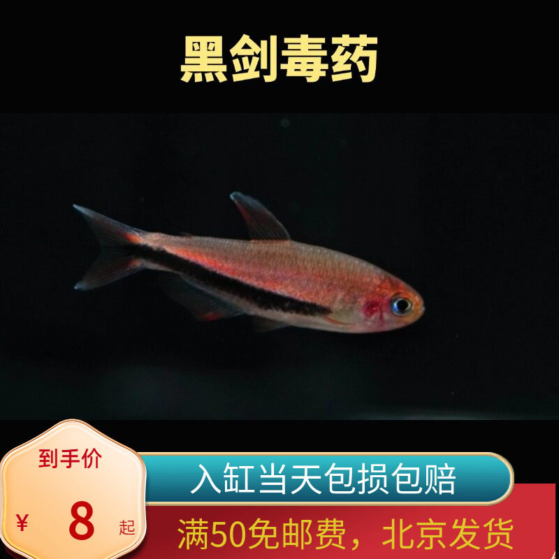 黑剑毒药超级灯鱼小型南美稀有高端鱼草缸群游灯科鱼北京皇后凯蒂 - 实物图