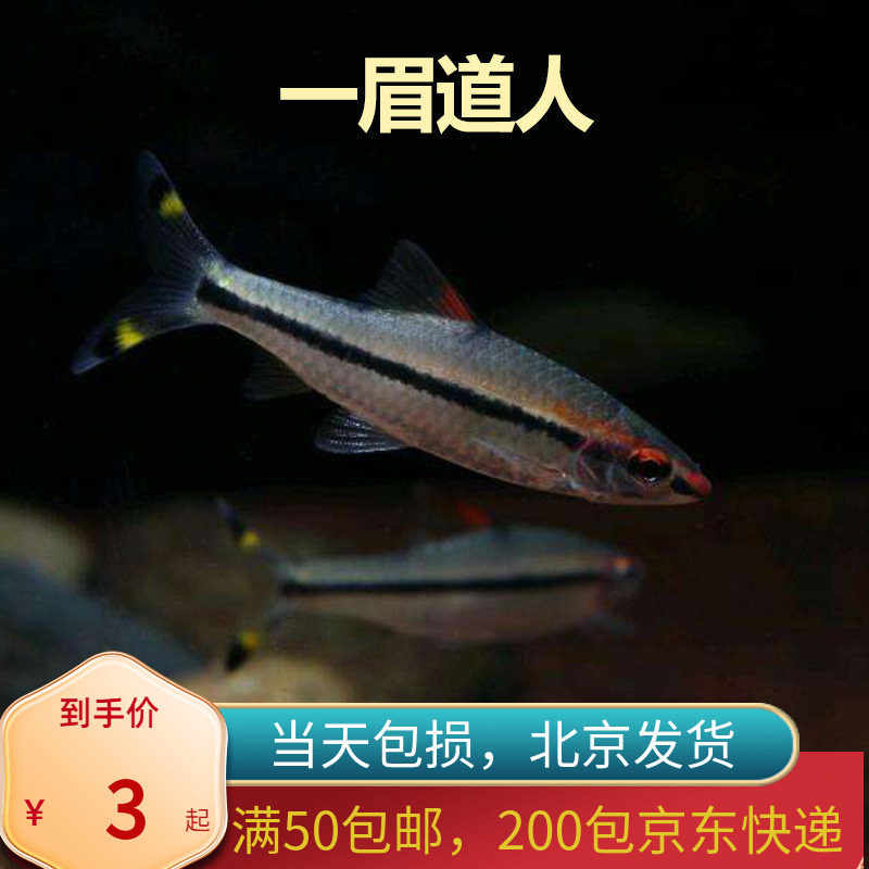 一眉道人红眉北京小型草缸观赏鱼淡水新手耐养热带鱼群游南美