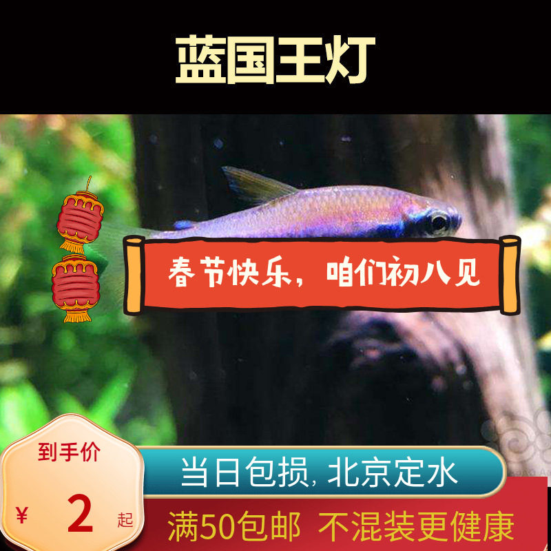 蓝国王灯兰帝王北京小型草缸观赏鱼淡水新手耐养热带鱼群游南美