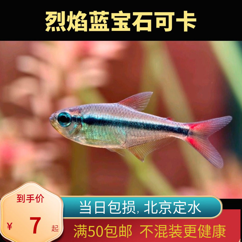 烈焰蓝宝石可卡北京小型草缸观赏鱼淡水高端热带鱼群游南美