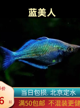蓝美人鱼热带鱼澳洲银汉灯鱼进口稀有鱼草缸混养群游鱼大型鱼北京