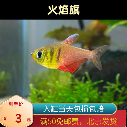 火焰旗灯鱼南美火焰裙脂鲤鱼小型鱼热带观赏鱼扯旗草缸群游北京