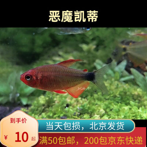 恶魔凯蒂宝狮灯灯鱼高端草缸南美小型热带观赏鱼稀有北京热带