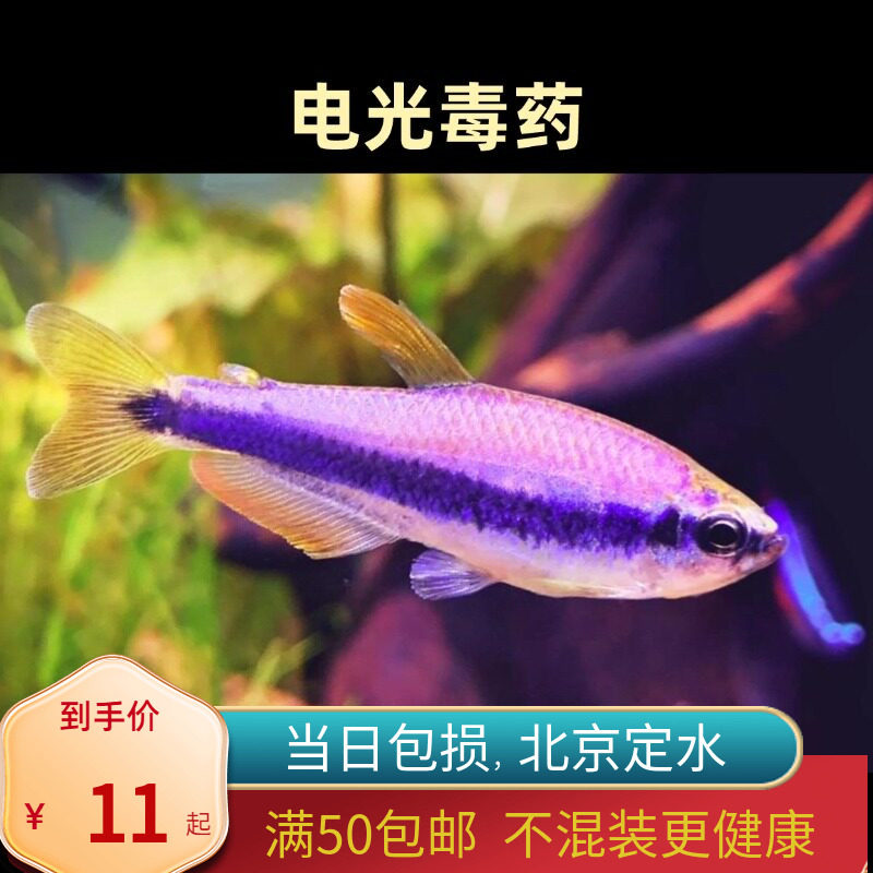 电光毒药兰帝王北京小型草缸观赏鱼淡水新手耐养热带鱼群游南美