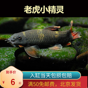 老虎小精灵熊猫墨头入门草缸淡水鱼清缸除藻鱼工具鱼北京包邮