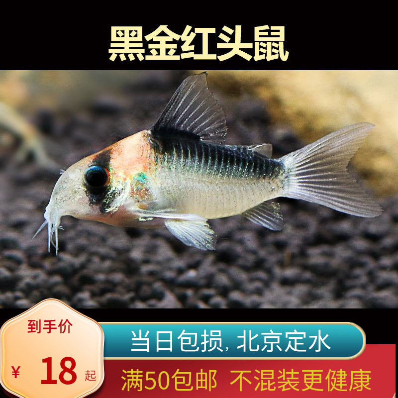 黑金红头鼠除藻工具鱼北京小型草缸观赏鱼耐养热带鱼群游南美16