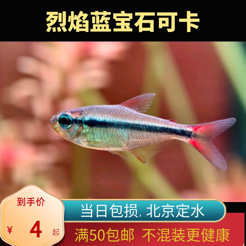 烈焰蓝宝石可卡北京小型草缸观赏鱼淡水高端热带鱼群游南美