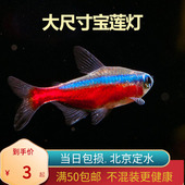 宝莲灯巴西进口高端南美北京小型草缸观赏鱼科鱼群游淡水新手