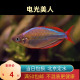 电光美人鱼热带鱼银汉灯鱼进口稀有鱼草缸混养群游鱼大型鱼北京