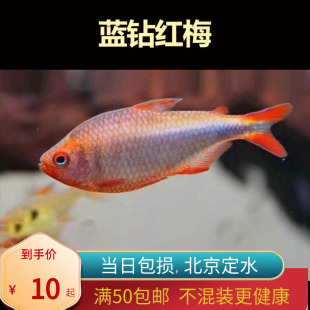 蓝钻红梅灯鱼热带观赏鱼皮实好养草缸淡水鱼南美缸稀有品种群游鱼