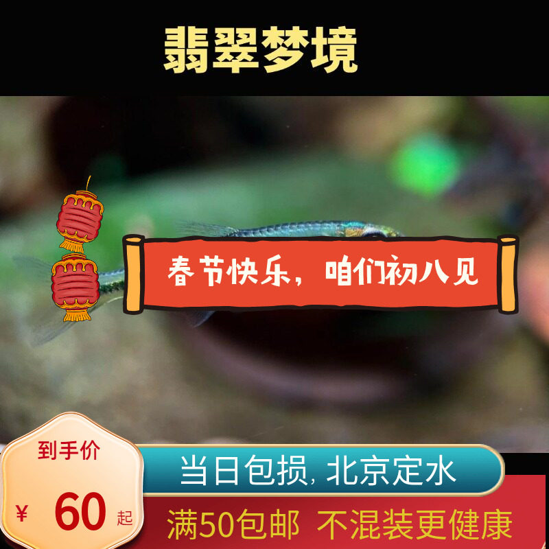 翡翠梦境灯鱼小型灯鱼热带鱼南美高端草缸鱼观赏鱼北京嘟嘟水族