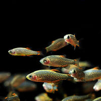 The fiery golden diamond-winged lanternfish is a small grass tank ornamental fish in Beijing. It is a freshwater novice and can be easily raised. It is a tropical fish that swims in South America thumbnail 4
