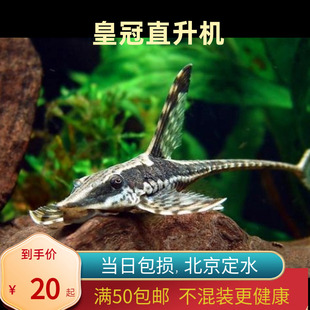皇冠直升机异型热带鱼淡水草缸工具鱼清洁鱼除藻底层北京
