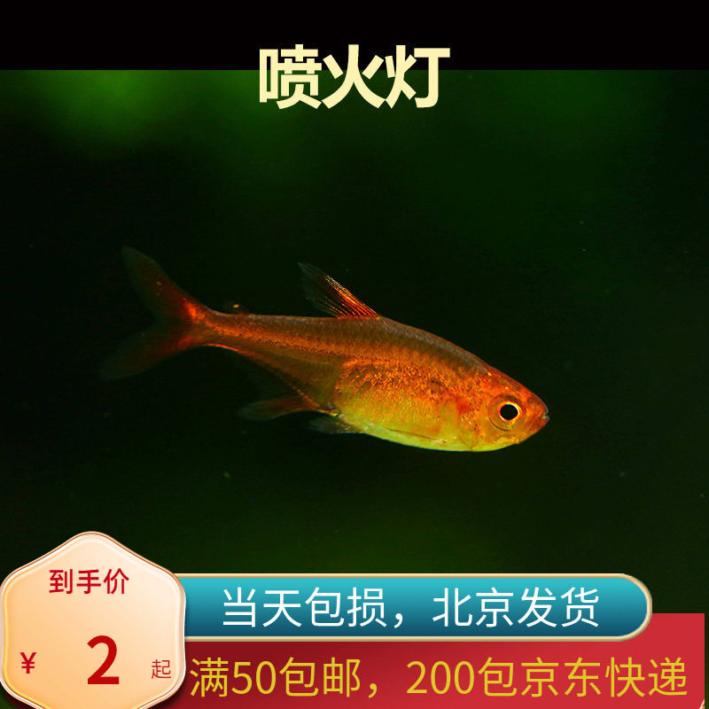 超级喷火灯鱼北京小型草缸观赏鱼淡水新手耐养热带鱼群游南美