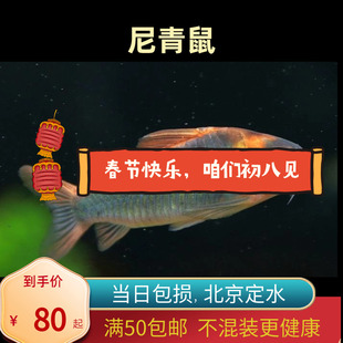 尼青鼠鱼委内瑞拉青鼠北京小型草缸观赏鱼淡水高端热带鱼群游南美