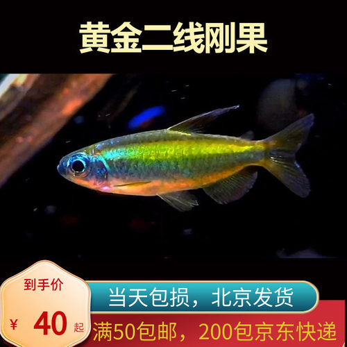 黄金二线刚果美人鱼进口南美州热带鱼淡水小型观赏鱼群游灯鱼嘟嘟