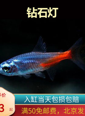 钻石日光灯北京小型草缸观赏鱼红绿灯科鱼群游淡水新手耐养热带鱼