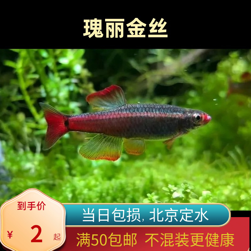 瑰丽金丝鱼白云小型唐鱼冷水鱼观赏原生鱼瑰丽灯科鱼群游鱼