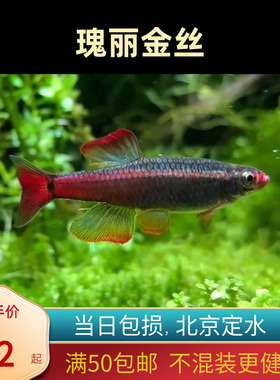 瑰丽金丝鱼白云小型唐鱼冷水鱼观赏原生鱼瑰丽灯科鱼群游鱼