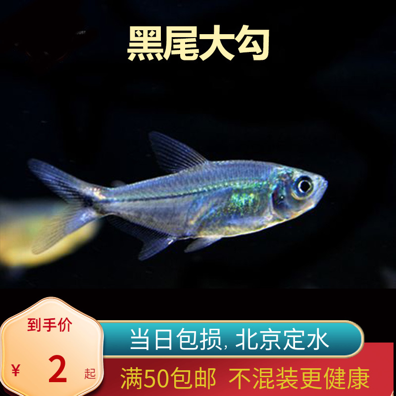 黑尾大勾皮实好活北京发货