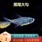 黑尾大勾扯旗灯北京小型草缸观赏鱼淡水新手热带鱼群游南美嘟嘟灯