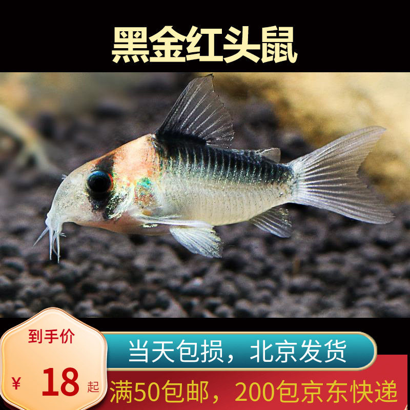 黑金红头鼠除藻工具鱼北京小型草缸观赏鱼耐养热带鱼群游南美16