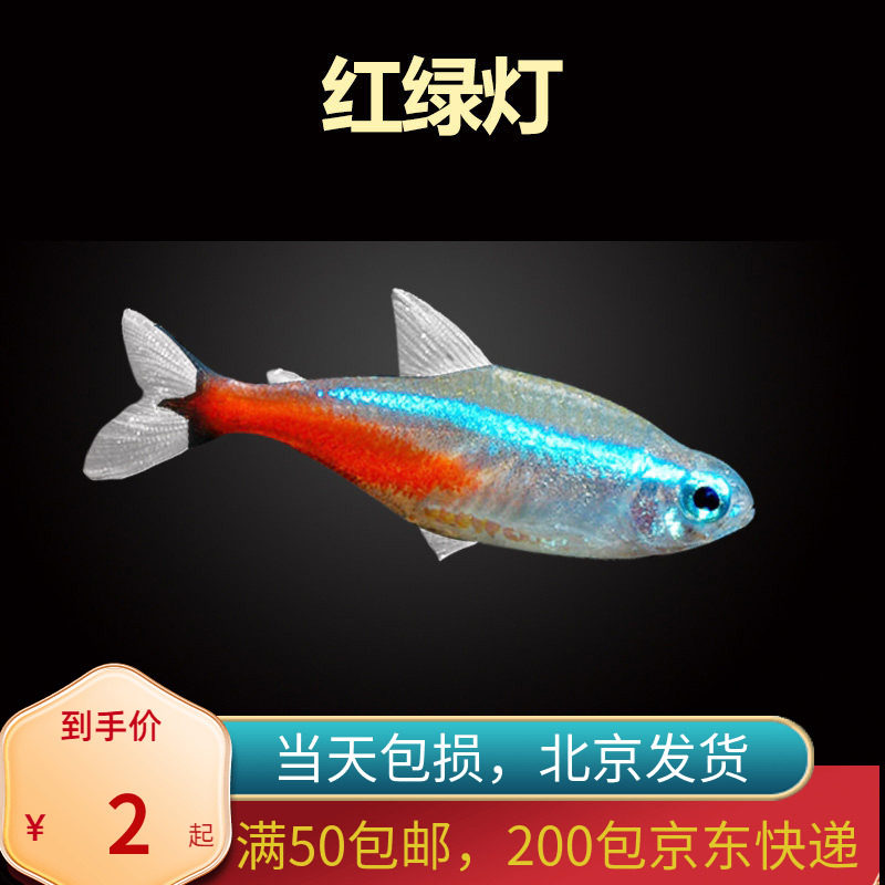红绿灯鱼北京小型草缸观赏鱼套餐灯科鱼宝莲灯淡水新手耐养热带鱼