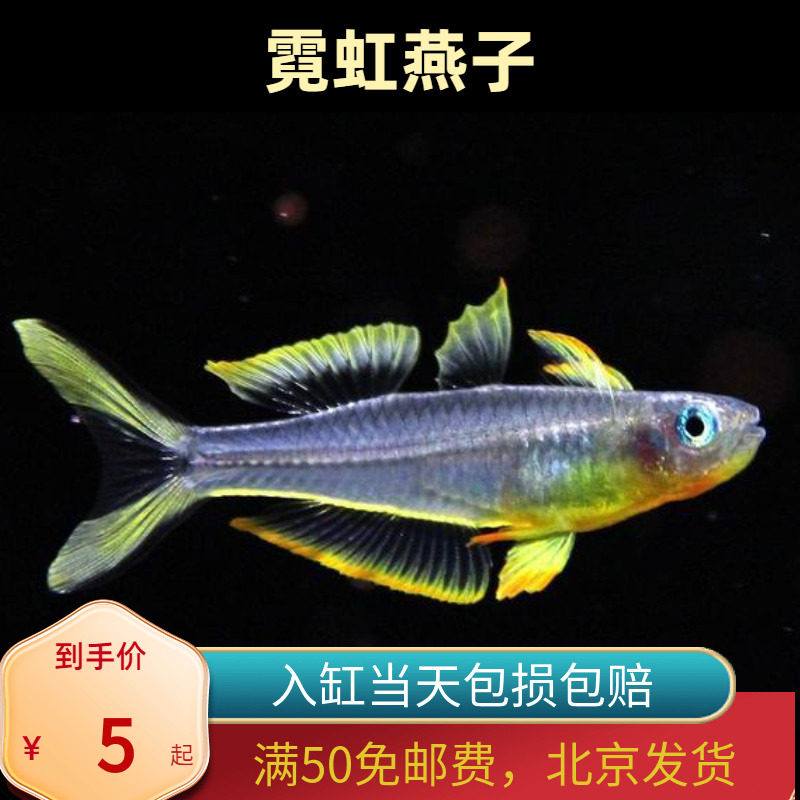 霓虹燕子银汉北京小型草缸观赏鱼新郎官鱼耐养热带鱼群游南美