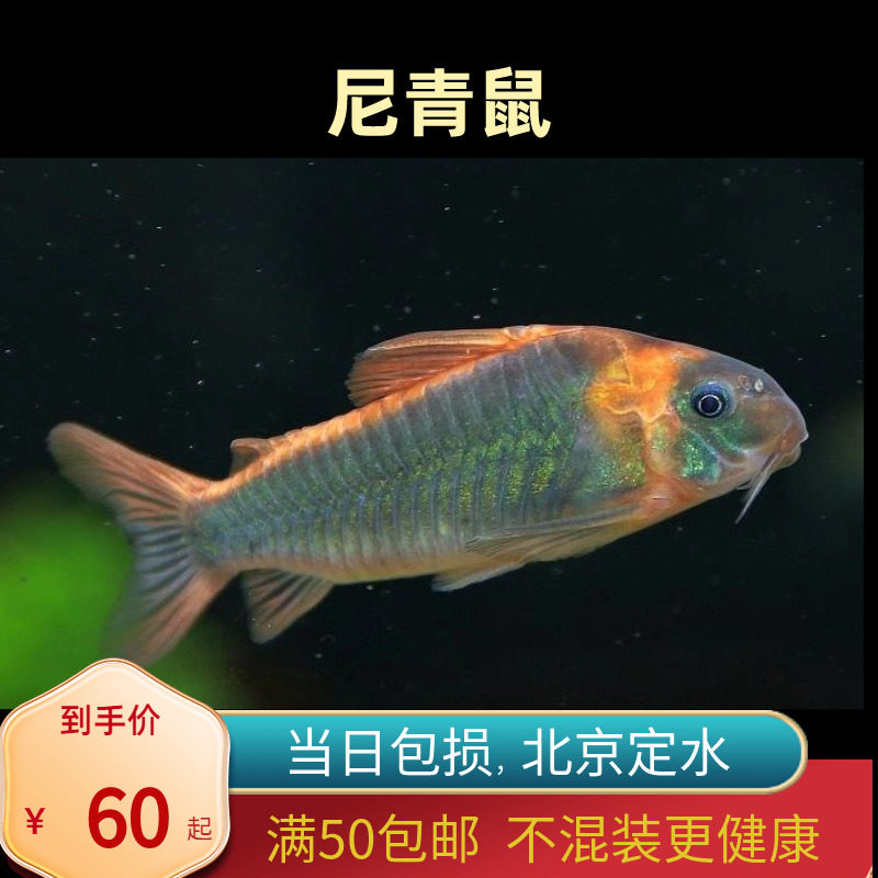 尼青鼠鱼委内瑞拉青鼠北京小型草缸观赏鱼淡水高端热带鱼群游南美,宠物/宠物食品及用品,鱼,淘宝优惠券,粉丝福利购,淘宝优惠卷