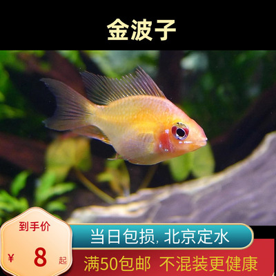 金波子种鱼长尾金波子荷兰凤凰球短鲷桃心热带小型灯科鱼南美北京