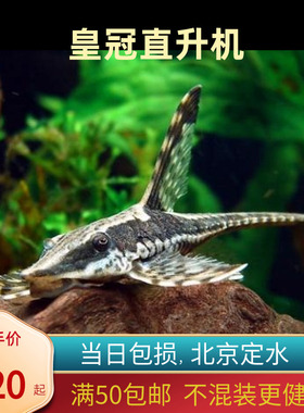 皇冠直升机异型热带鱼淡水草缸工具鱼清洁鱼除藻底层北京