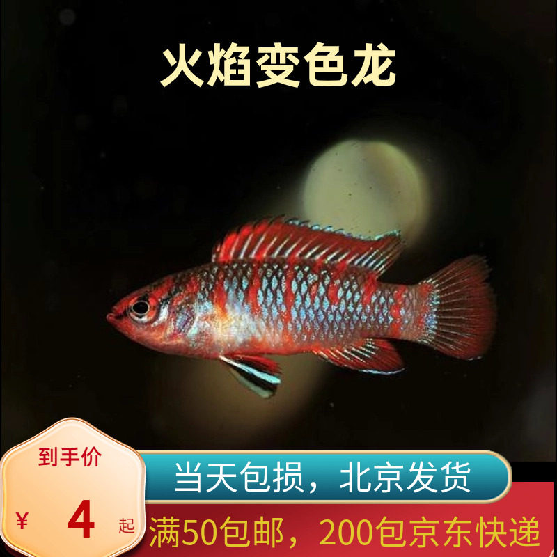 火焰变色小型龙迷腮鱼观赏热带鱼淡水活体鱼水族宠物鱼灯科鱼北京