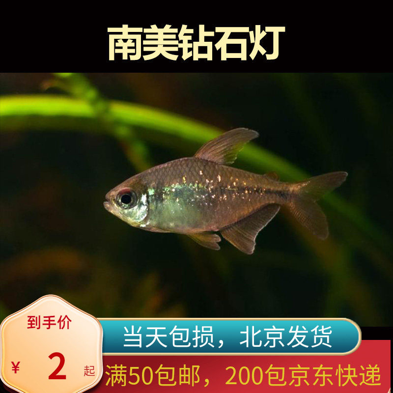南美钻石灯高端灯科鱼观赏鱼热带鱼草缸群游鱼稀有小型观赏鱼北京