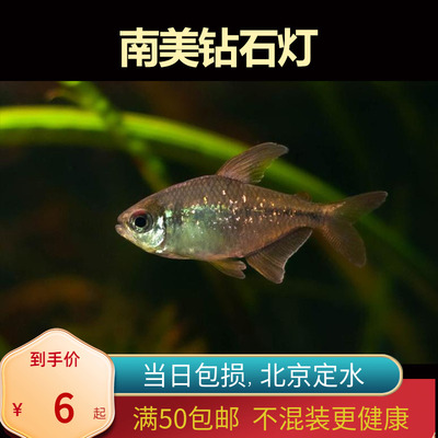 南美钻石灯高端小型灯鱼北京发货