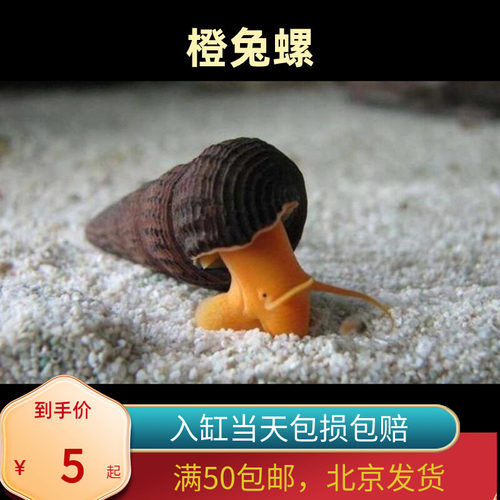 橙兔螺苏拉威西进口兔子观赏宠物螺螺黄肉螺丝除藻工具螺活体北京